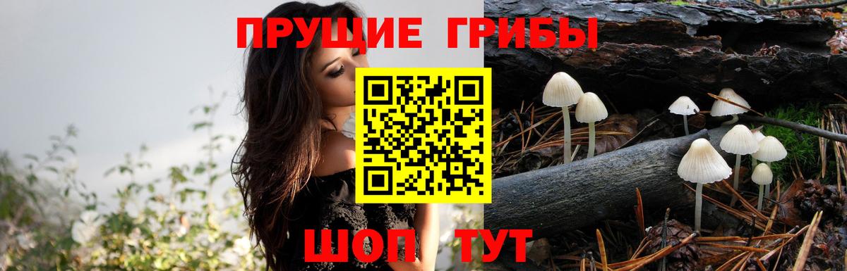 где купить наркоту  Псилоцибиновые грибы мухоморы  Вход с VPN  Борисоглебск 